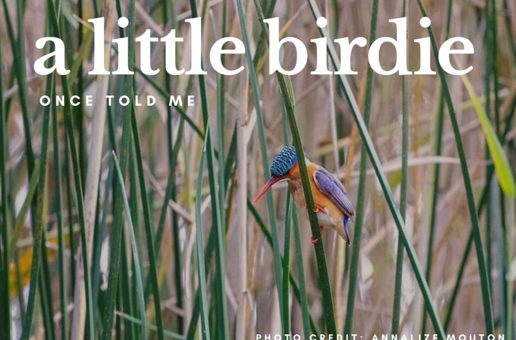 A little birdie once told me …