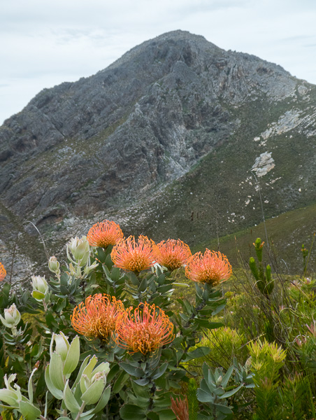 Phillipskop Mountain Reserve