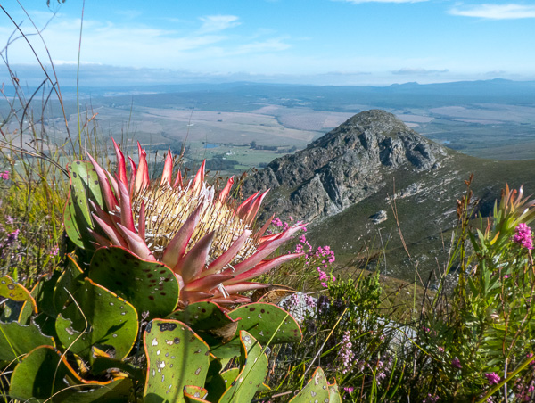 Phillipskop Mountain Reserve