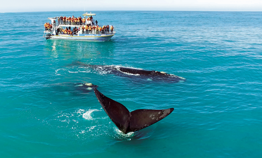 Marine Dynamics Whale Tours