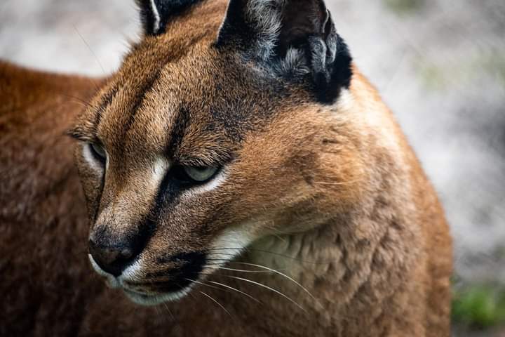 Panthera Africa