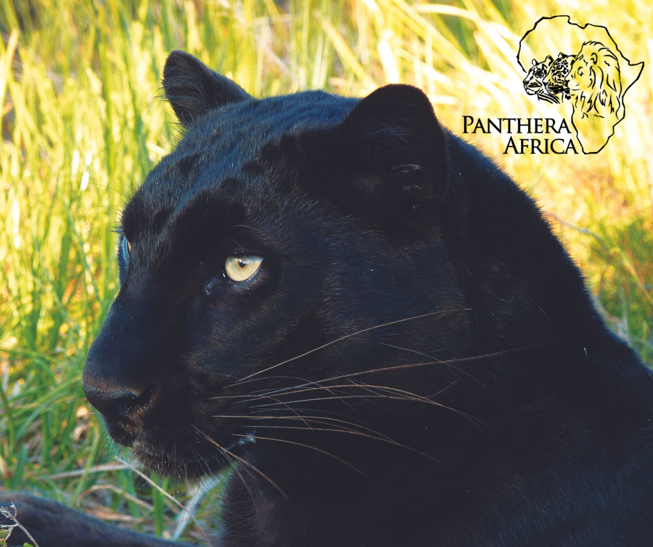 Panthera Africa