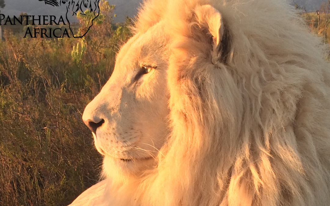 Panthera Africa