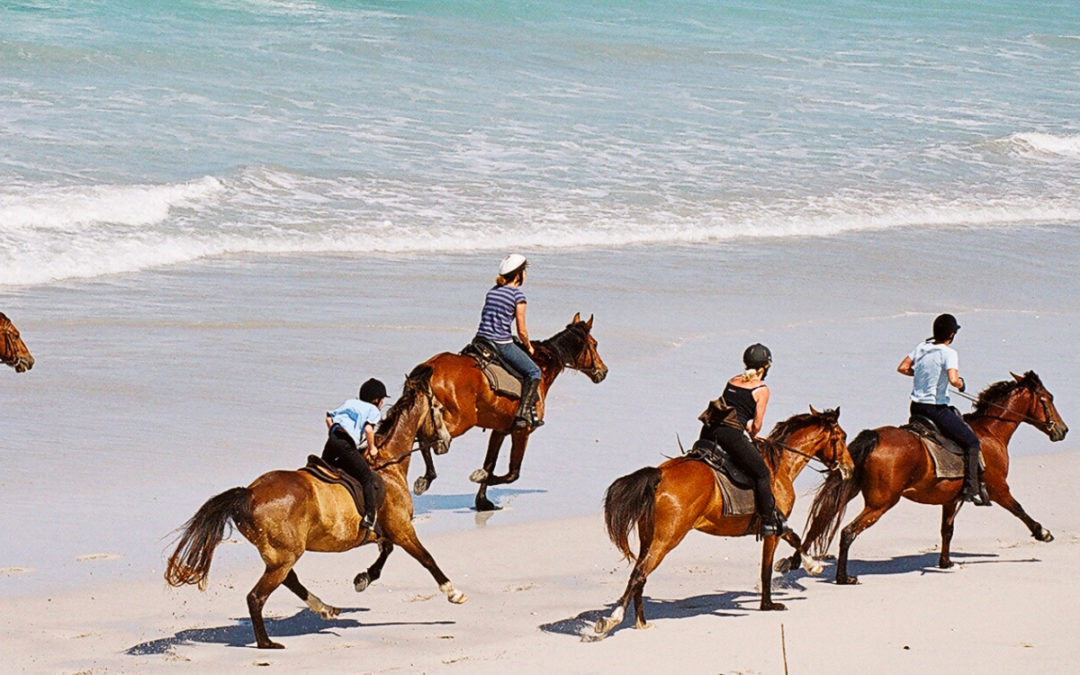 African Horse Company