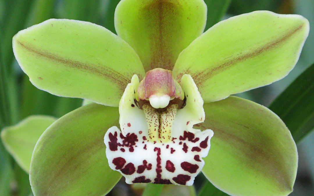 Eikenhoff Orchid Nursery