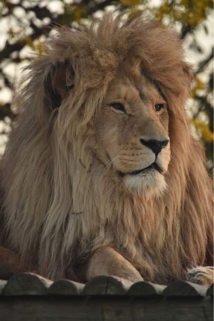 Panthera Africa