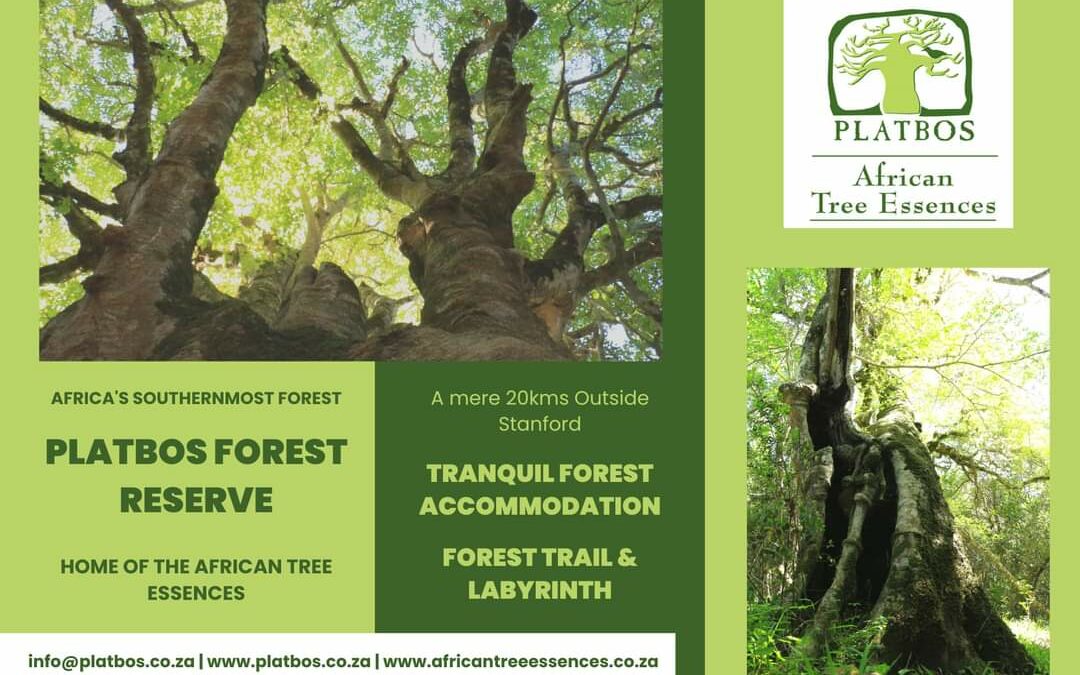 Platbos Forest Walks and Accommodation