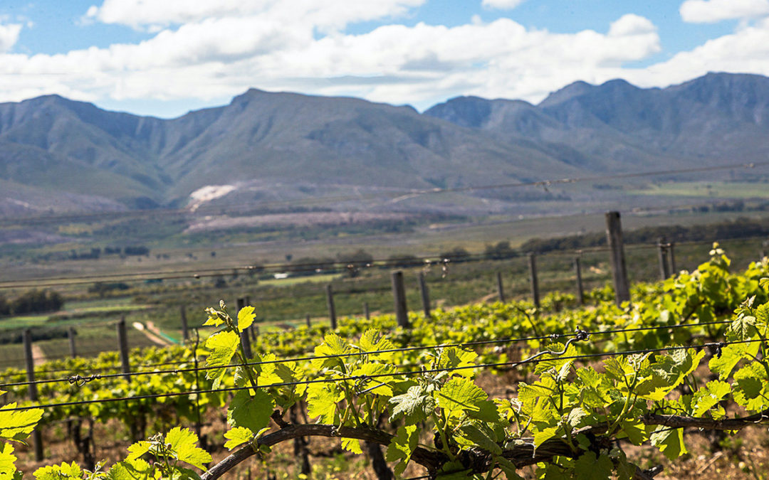 Self Drive Wine Route