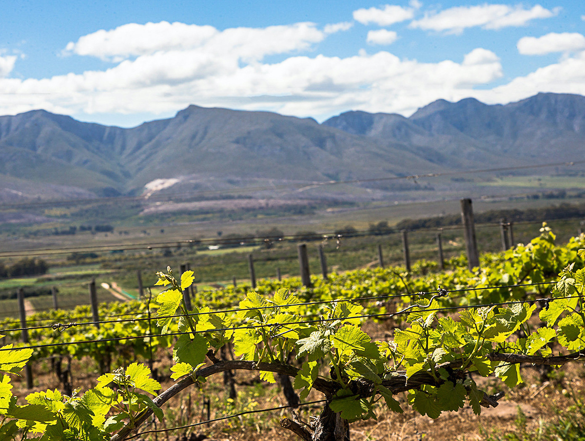 Self Drive Wine Route