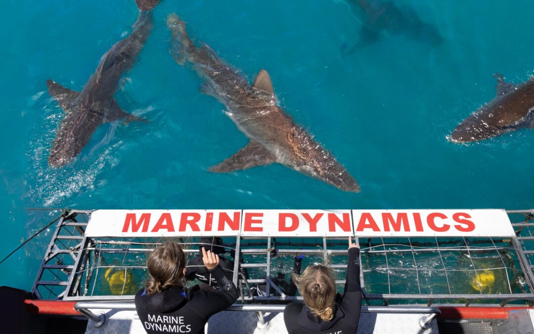 Marine Dynamics Shark Tours