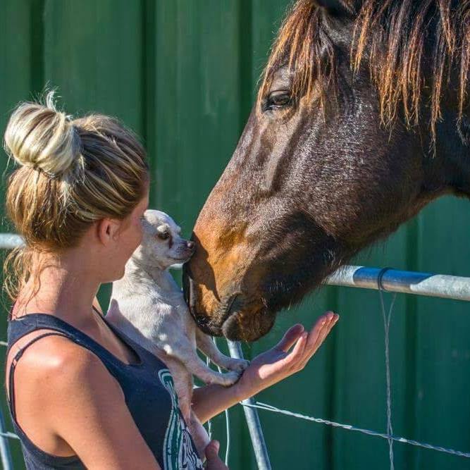 Es La Vida Animal Haven