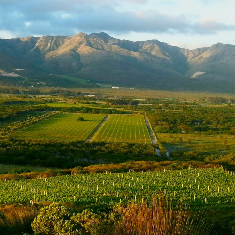 springfontein-wine