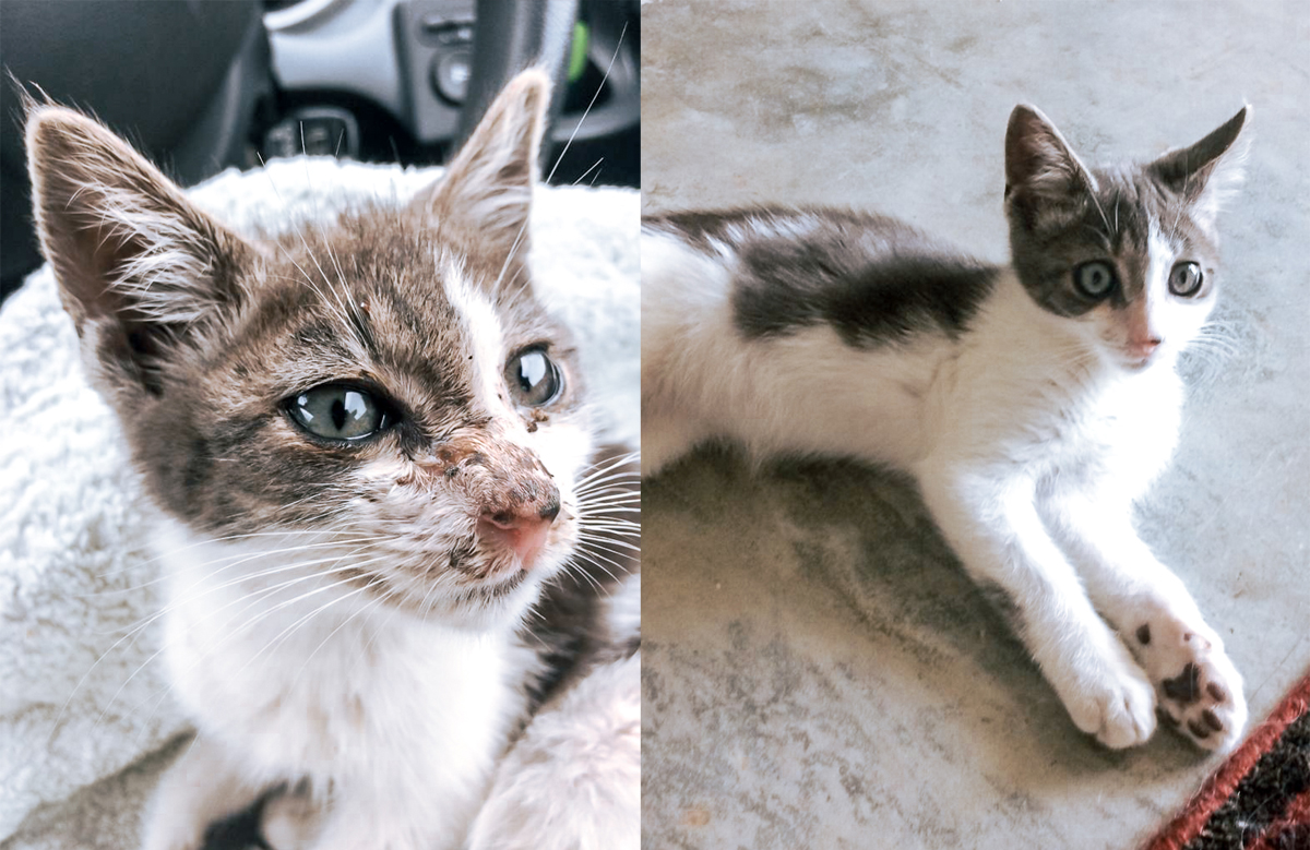 kitty