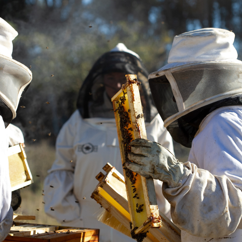 beekeeping starter-wortelgat-popup