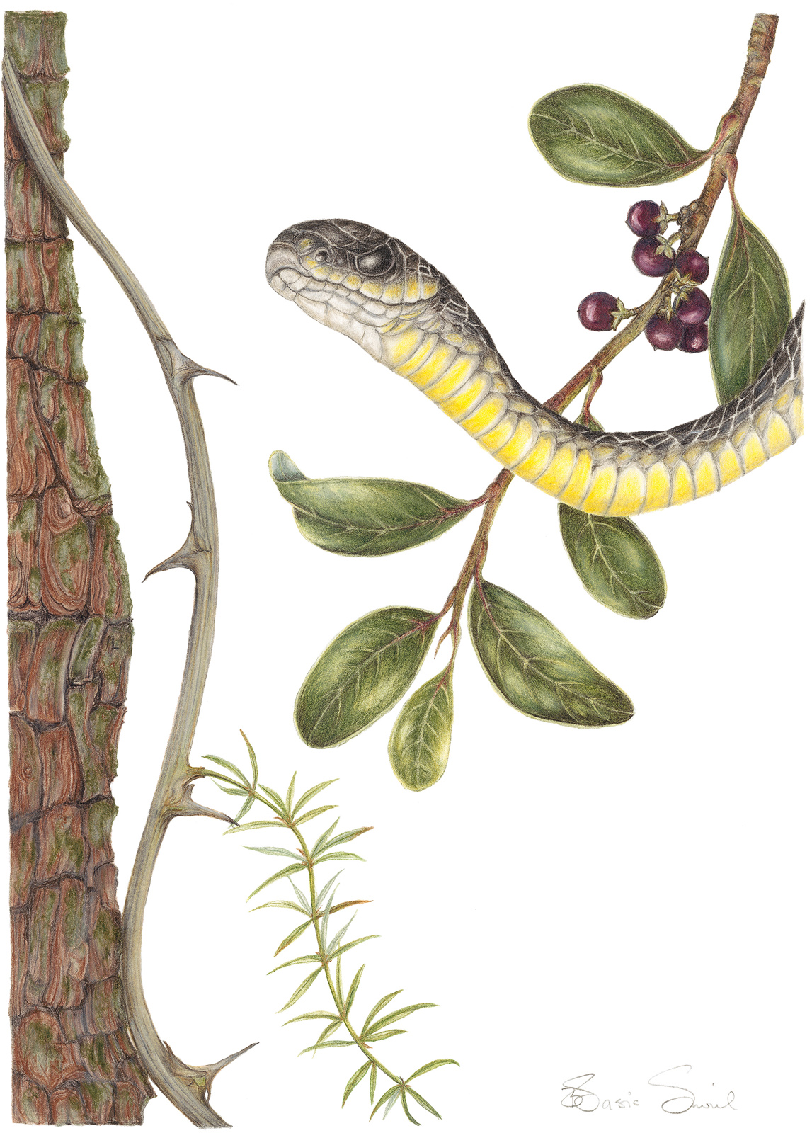 Grootbos Florilegium Gallery