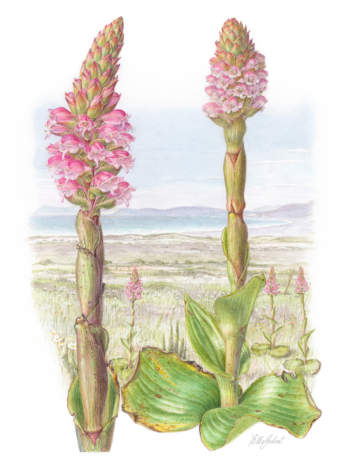 Grootbos Florilegium Gallery