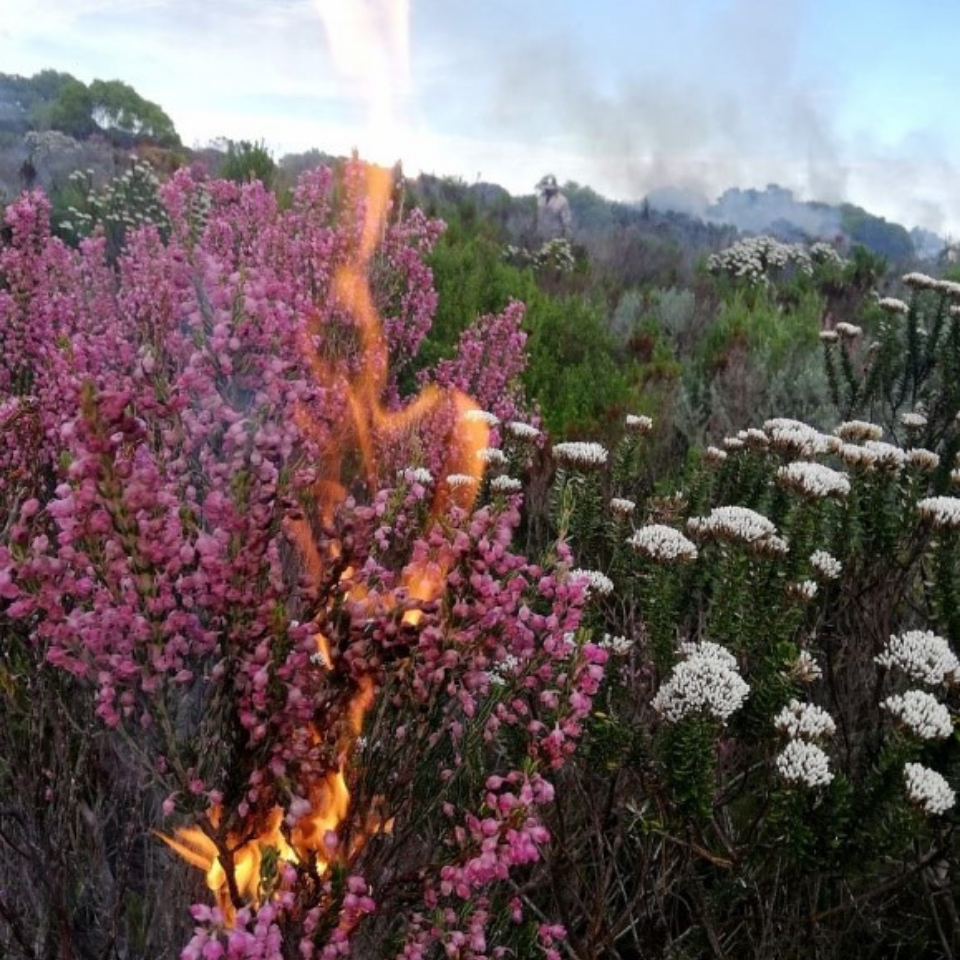 Grootbos Green Futures Foundation