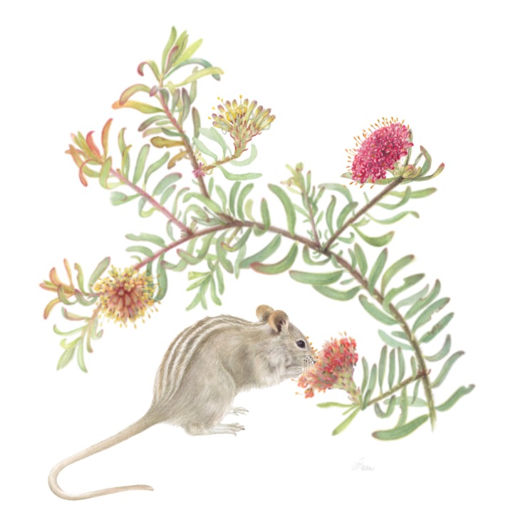 Grootbos Accommodation Enterprises-Florilegium