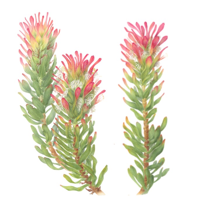 Grootbos Accommodation Enterprises-Florilegium